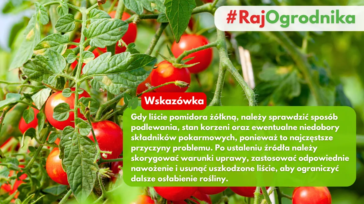 Czemu żółkną liście pomidora blog sklep rajogrodnika